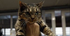 ΗΠΑ: Η χαμένη γάτα βρέθηκε στην… Amazon