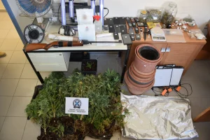 Αρτέμιδα: Συνελήφθη 50χρονος που καλλιεργούσε δενδρύλλια κάνναβης στο σπίτι του