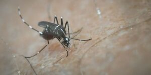 Κουνούπι: Ένας απρόσμενος επισκέπτης…